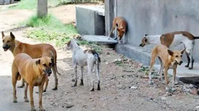 وفقًا للقانون.. ضوابط تنظيم حيازة الحيوانات الخطرة والكلاب 